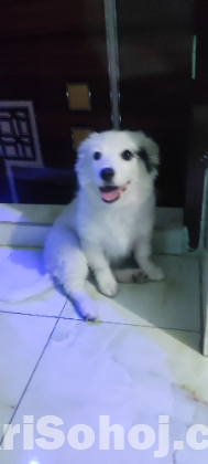 german spitz female 3 months age